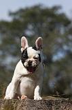 BOULEDOGUE FRANCAIS 903